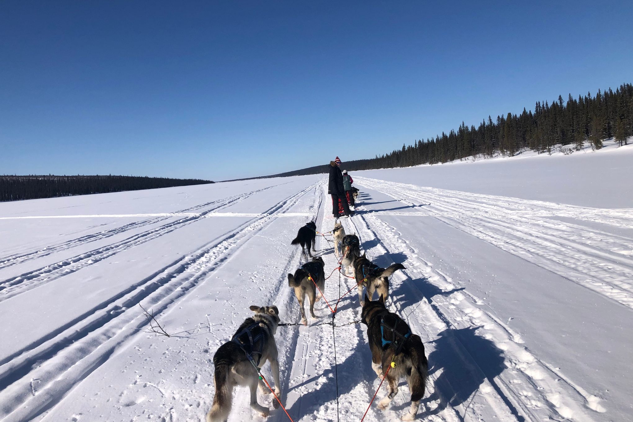 View from a dog sled crossing a frozen lake in the Swedish Arctic.
